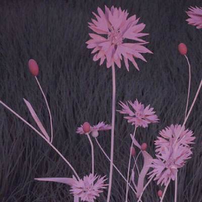 百姓官方彩票网站